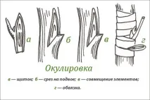 Щеплення дерев дерев