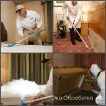 Причини появи клопів у квартирі клопів