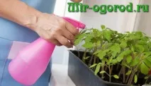 Обробка розсади фітоспорином розсади