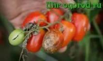 Обробка розсади фітоспорином розсади