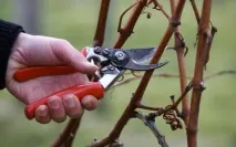 есента есента
