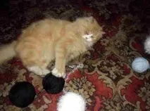Про що думають коти кухні