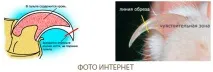 Про догляд за кігтями кішки кішка