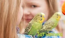 Птахи для дітей папуги, амадини та канарки птахи