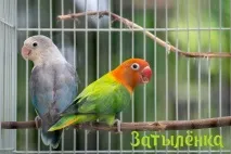 Птахи для дітей папуги, амадини та канарки папуги