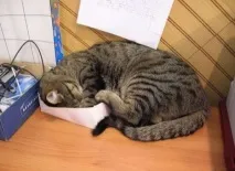 обичат защо