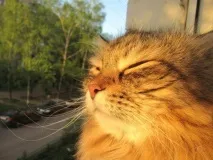котката психологическото