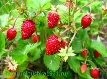 Ремонтантна полуниця, найкращі сорти для вирощування полуниця