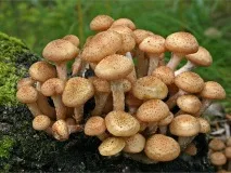 Рецепти маринованих опеньків як замаринувати на зиму, маринування в банках, швидке приготування, зиму