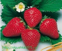 Ремонтантна полуниця, найкращі сорти для вирощування сорти