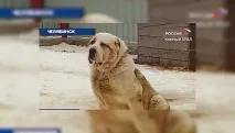 Найбільший собака в СНД живе на Уралі живе