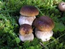 Самі з вусами - Blog Archive Як заморозити гриби blog