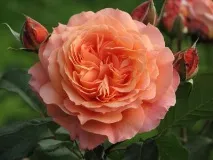 описание roses