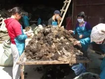 Збір та сортування вовни, Монгольський верблюд монгольський