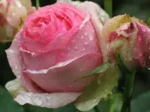 tantau roses