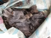 Збір та сортування вовни, Монгольський верблюд вовни