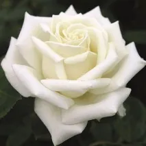 описание roses