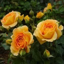 tantau roses
