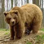 Північний варіант, Радянський та Югорськ, 2міста варіант
