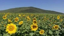 Село Алтайське Алтайського краю історія та цікаві факти історія