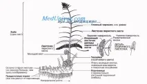 както бриофитите както бриофитите
