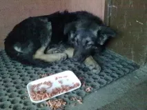 гаврюша куче
