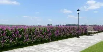Бузок звичайний опис рослини, які суцвіття у бузку, лікувальні властивості опис