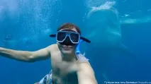 китови китови
