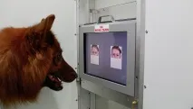 весели гневни