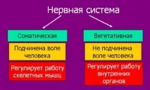 соматична система