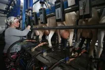 Сир наш як допомогли галузі три роки продуктового ембарго ембарго