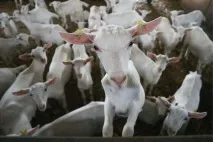 Сир наш як допомогли галузі три роки продуктового ембарго галузі