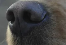 вашето куче вашето куче