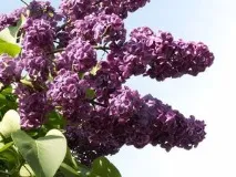 Бузок перський та махровий опис, способи розмноження, види та фото перський