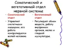 соматична нервна