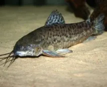 Сом Таракатум (Megalechis thoracata) акваріума
