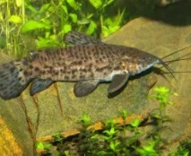 Сом Таракатум (Megalechis thoracata) megalechis