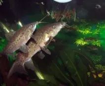 Сом Таракатум (Megalechis thoracata) thoracata