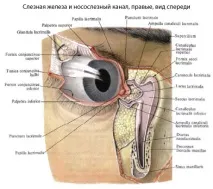 слъзната
