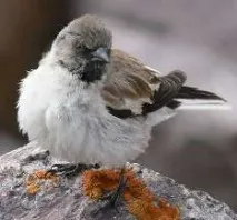 ploceidae изграждат гнезда