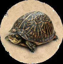 Черепаха