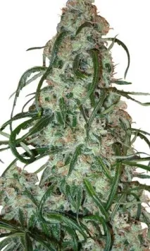 супер Lemon Haze