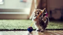 котки котки