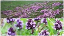 лечебни мащерка