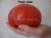 чудо чудо