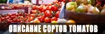 Тепличні сорти томатів, Osadovod - Все про сад, город та дизайн osadovod