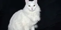 турска турска
