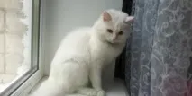 котки породата