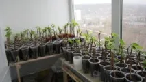 Використання живців винограду в домашніх умовах. винограду