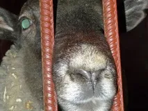даху